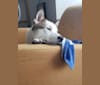 Riku, a Shiba Inu and American Eskimo Dog mix tested with EmbarkVet.com
