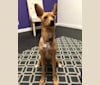 Jenna, a Chihuahua and Australian Cattle Dog mix tested with EmbarkVet.com