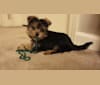 Milo, a Miniature Schnauzer and Biewer Terrier mix tested with EmbarkVet.com