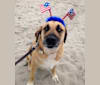Douglas, a Labrador Retriever and Beagle mix tested with EmbarkVet.com