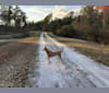 Photo of Lacey, a Carolina Dog  in North Myrtle Beach, South Carolina, USA