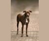 Photo of Miller, a Boxer, American Pit Bull Terrier, Labrador Retriever, and Mixed mix in Cairo, GA, USA