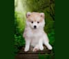 Pomsky Bandits'  Starlight Shaila, a Pomeranian and American Eskimo Dog mix tested with EmbarkVet.com
