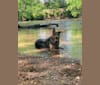 Photo of Tommy, an Australian Cattle Dog, German Shepherd Dog, Chow Chow, and American Pit Bull Terrier mix in Raleigh, North Carolina, USA