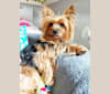 Pepper, a Yorkshire Terrier tested with EmbarkVet.com
