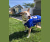 Louie, an American Pit Bull Terrier and American Staffordshire Terrier mix tested with EmbarkVet.com