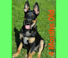 PUCK, an Australian Cattle Dog and German Shepherd Dog mix tested with EmbarkVet.com