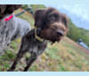 River, a Wirehaired Pointing Griffon tested with EmbarkVet.com