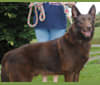 Photo of K9Pines Solid Chocolate Skor, a German Shepherd Dog 