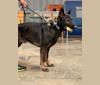Emerick Valor Vom Duttenhof, a German Shepherd Dog tested with EmbarkVet.com