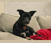 Milo Bear, a German Shepherd Dog and American Pit Bull Terrier mix tested with EmbarkVet.com