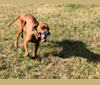 Jasper, a Rhodesian Ridgeback tested with EmbarkVet.com