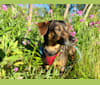 Wilbur, a Dachshund and Norwegian Elkhound mix tested with EmbarkVet.com