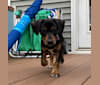 Sergeant, a Chihuahua and Dachshund mix tested with EmbarkVet.com