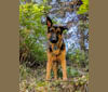 Brutus, a German Shepherd Dog and Samoyed mix tested with EmbarkVet.com