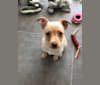 Molly, a Western European Village Dog tested with EmbarkVet.com
