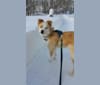 Photo of Vincent, a Siberian Husky, Boxer, Chow Chow, and German Shepherd Dog mix in North Dakota, USA