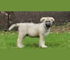 Friday, a German Shepherd Dog and Alaskan Malamute mix tested with EmbarkVet.com