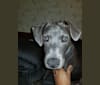 Bleu, an American Pit Bull Terrier and Weimaraner mix tested with EmbarkVet.com