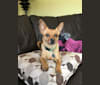 Annie, a Yorkshire Terrier and Chihuahua mix tested with EmbarkVet.com