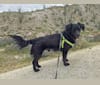 Huck, a Chihuahua and Dachshund mix tested with EmbarkVet.com