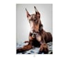 BacoPirata, a Doberman Pinscher and American Pit Bull Terrier mix tested with EmbarkVet.com