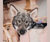 Jenna, a Siberian Husky and German Shepherd Dog mix tested with EmbarkVet.com