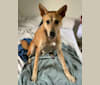 Becky, a Southeast Asian Village Dog tested with EmbarkVet.com