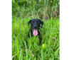 Photo of Kol, an American Pit Bull Terrier, Rottweiler, Labrador Retriever, and Mixed mix in Fort Lauderdale, Florida, USA