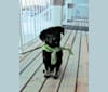 Freya, a Labrador Retriever and German Shepherd Dog mix tested with EmbarkVet.com