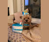 Teddy Bear, a Yorkshire Terrier tested with EmbarkVet.com