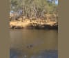 Laity Sampson, a Murray River Retriever tested with EmbarkVet.com