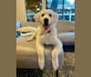 Photo of Opal, a Great Pyrenees and German Shepherd Dog mix in San Antonio, Texas, USA