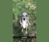 Luna, a German Shepherd Dog and Australian Shepherd mix tested with EmbarkVet.com