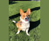 Cookie, a Pembroke Welsh Corgi tested with EmbarkVet.com