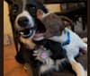 Foster Puppy Dream (Sept 2022), an Australian Shepherd and Border Collie mix tested with EmbarkVet.com