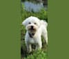 Gilly, a Havanese tested with EmbarkVet.com