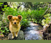 Obi, a Pomeranian and Chihuahua mix tested with EmbarkVet.com
