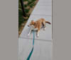 Breeze, a Siberian Husky and American Foxhound mix tested with EmbarkVet.com
