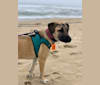 Tazz, an Anatolian Shepherd Dog and Labrador Retriever mix tested with EmbarkVet.com