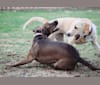 Nokona, an American Pit Bull Terrier and Labrador Retriever mix tested with EmbarkVet.com