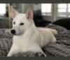 Kobe, a Shiba Inu tested with EmbarkVet.com