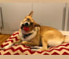 Nova, a German Shepherd Dog and Akita mix tested with EmbarkVet.com