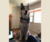 Kaya, a Siberian Husky and Rottweiler mix tested with EmbarkVet.com