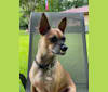 Photo of Raki, a Chihuahua and Mixed mix in Seguin, Texas, USA
