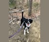 Alfie, an American Foxhound and Labrador Retriever mix tested with EmbarkVet.com
