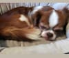Charlie, a Chihuahua and Shih Tzu mix tested with EmbarkVet.com