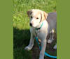 Charlie Allie, a Great Pyrenees and American Pit Bull Terrier mix tested with EmbarkVet.com