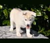 Ray, a Siberian Husky and German Shepherd Dog mix tested with EmbarkVet.com
