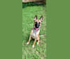 Mulligan, a Belgian Malinois and German Shepherd Dog mix tested with EmbarkVet.com